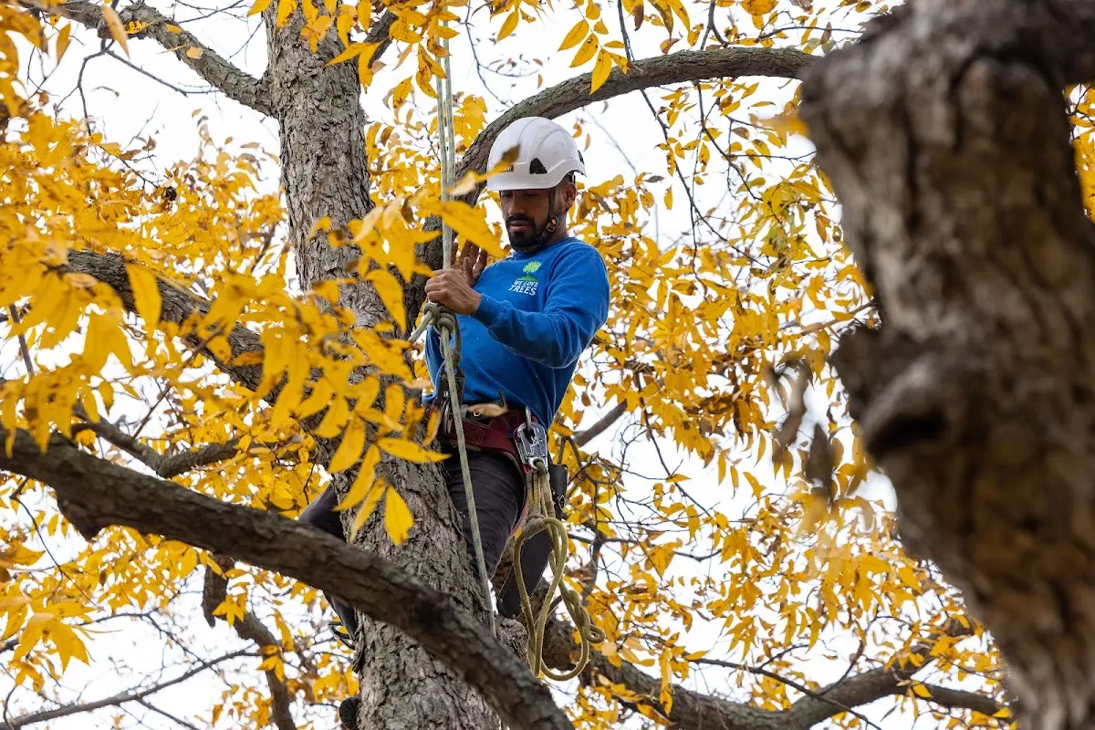 Skilled Tree Transplanting crew working in Fence Lake