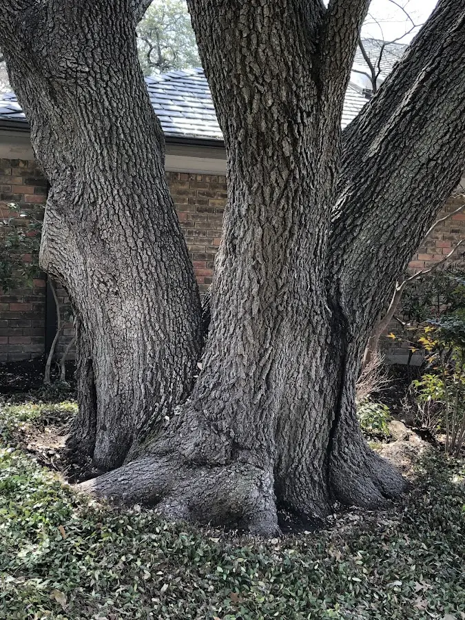 Mature heritage tree close to a Fence Lake property cared for by certified arborists